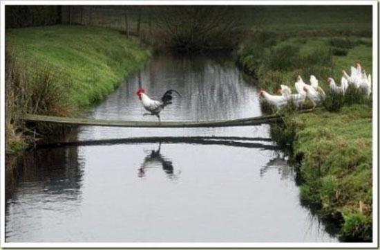 Hayvanların en komik halleri 