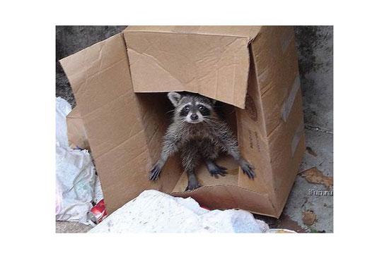 Hayvanların en komik halleri 