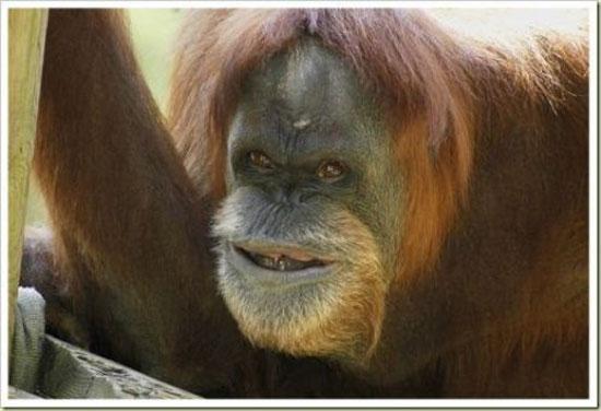 Hayvanların en komik halleri 