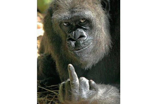 Hayvanların en komik halleri 