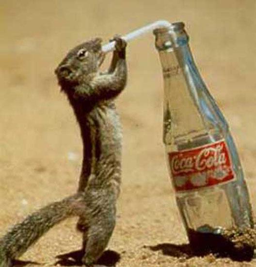 Hayvanların en komik halleri 