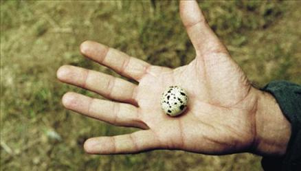 En iyi 40 yerli film - Resim 3