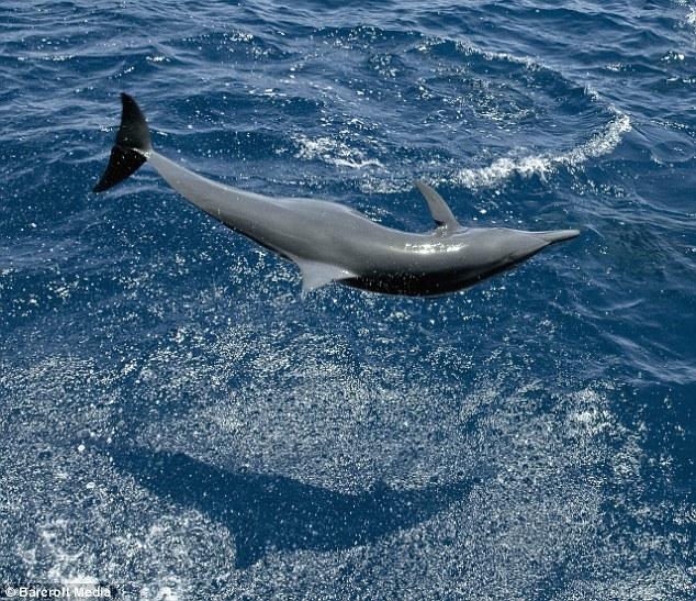 Bu film 75 milyon dolara mal oldu 