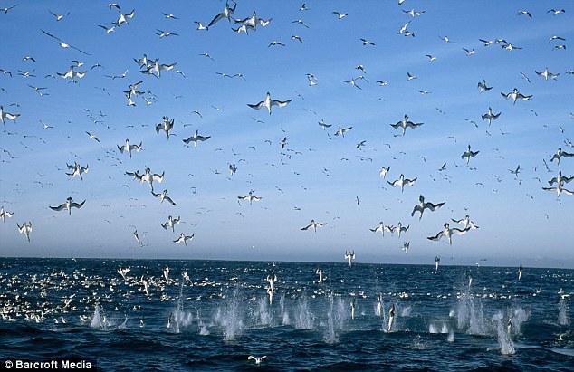 Bu film 75 milyon dolara mal oldu 