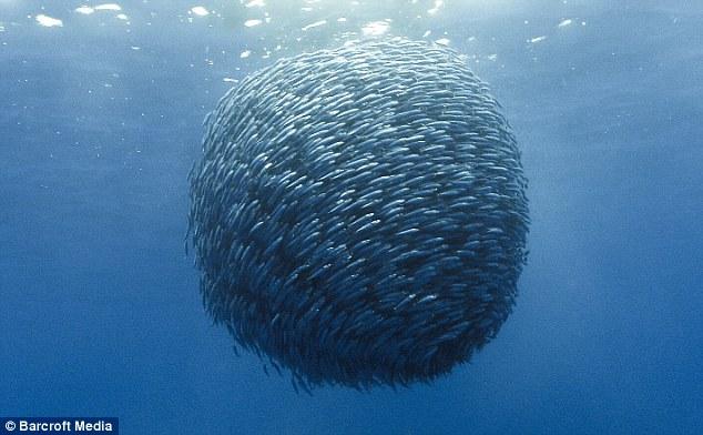 Bu film 75 milyon dolara mal oldu 