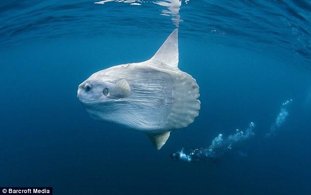 Bu film 75 milyon dolara mal oldu 