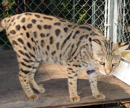 En garip melez hayvanlar - Resim 6