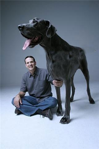 Dünya'nın en büyük köpeği - Resim 11