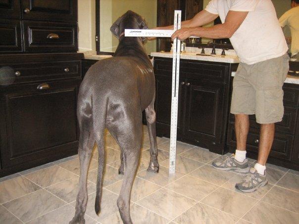 Dünya'nın en büyük köpeği - Resim 5
