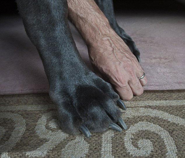 Dünya'nın en büyük köpeği - Resim 12