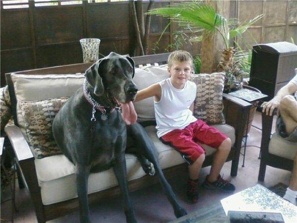 Dünya'nın en büyük köpeği - Resim 4