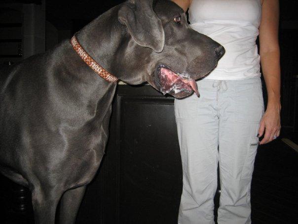 Dünya'nın en büyük köpeği - Resim 8