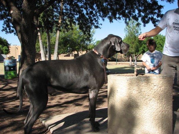 Dünya'nın en büyük köpeği - Resim 2