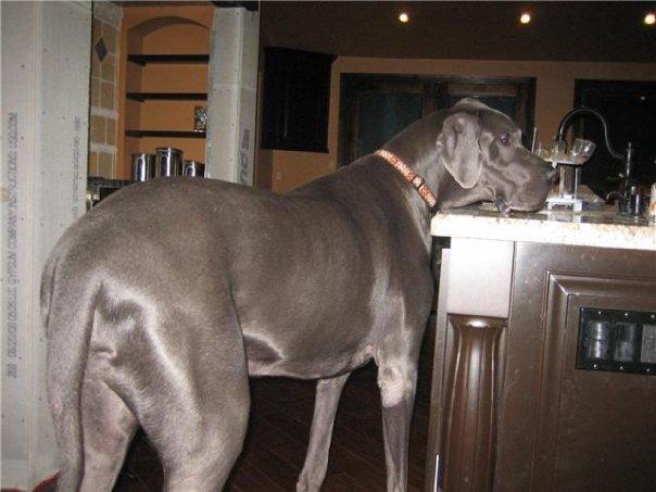 Dünya'nın en büyük köpeği - Resim 10
