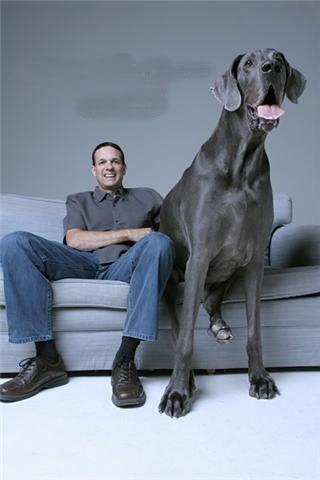 Dünya'nın en büyük köpeği - Resim 14