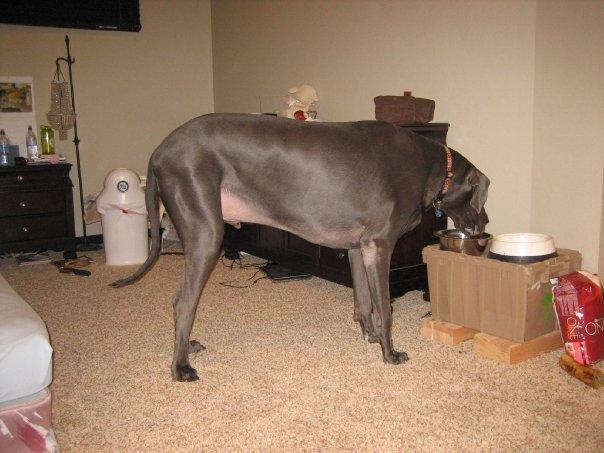Dünya'nın en büyük köpeği - Resim 3