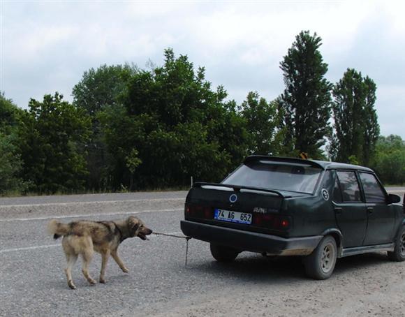2009'da objektife takılanlar  - Resim 56
