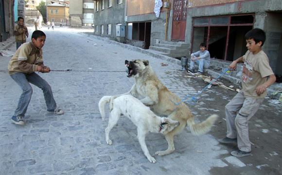 2009'da objektife takılanlar  - Resim 151