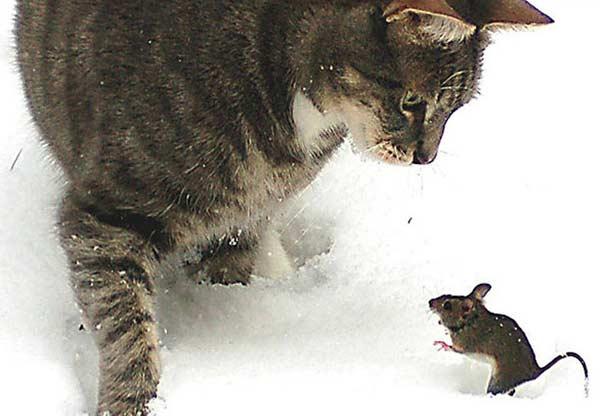 İşte Tom ve Jerry - Resim 2