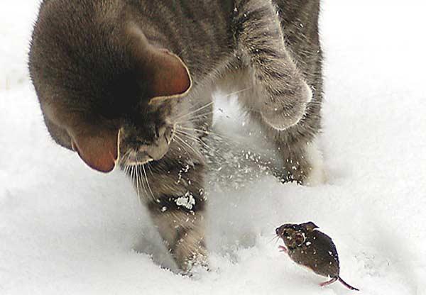 İşte Tom ve Jerry - Resim 1