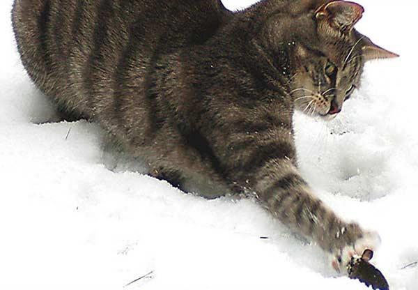 İşte Tom ve Jerry - Resim 3