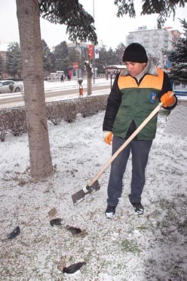 Kuşlar ağaçta donup kaldı - Resim 4