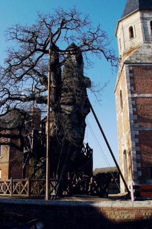 En ilginç ağaçlar