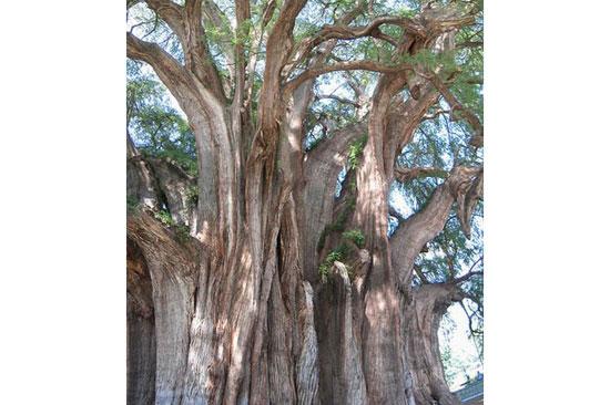 En ilginç ağaçlar