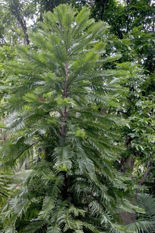 En ilginç ağaçlar