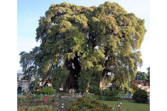 En ilginç ağaçlar