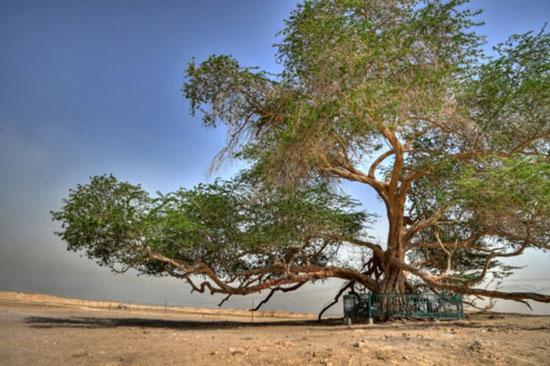 En ilginç ağaçlar