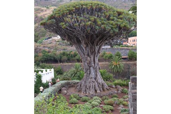 En ilginç ağaçlar