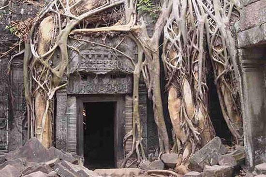 En ilginç ağaçlar