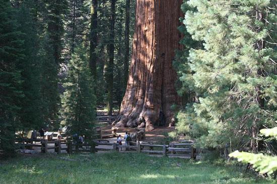 En ilginç ağaçlar