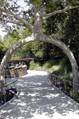 En ilginç ağaçlar