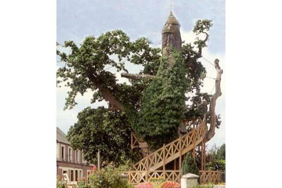 En ilginç ağaçlar