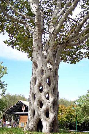 En ilginç ağaçlar