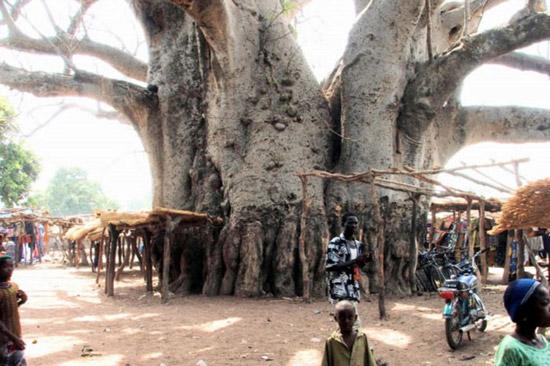 En ilginç ağaçlar