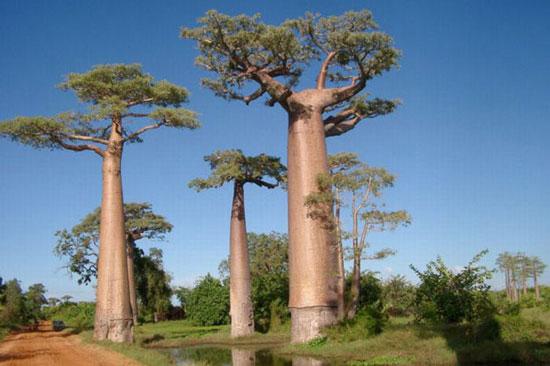 En ilginç ağaçlar