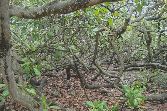 En ilginç ağaçlar