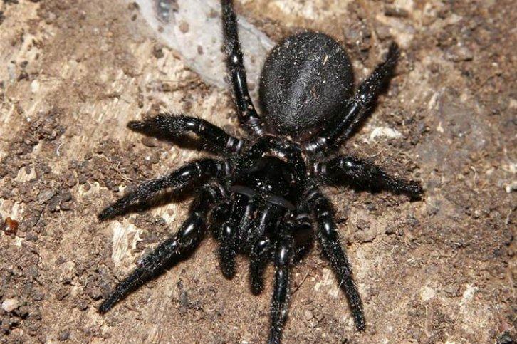 Bunları biliyor muydunuz - Resim 19