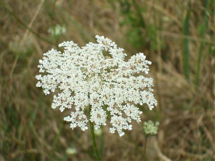 Şifalı bitkiler nerede nasıl kullanılmalı