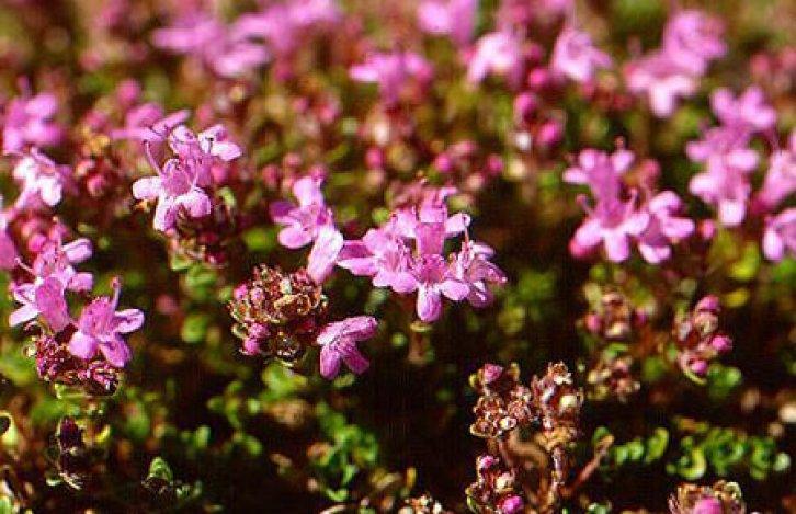 Şifalı bitkiler nerede nasıl kullanılmalı