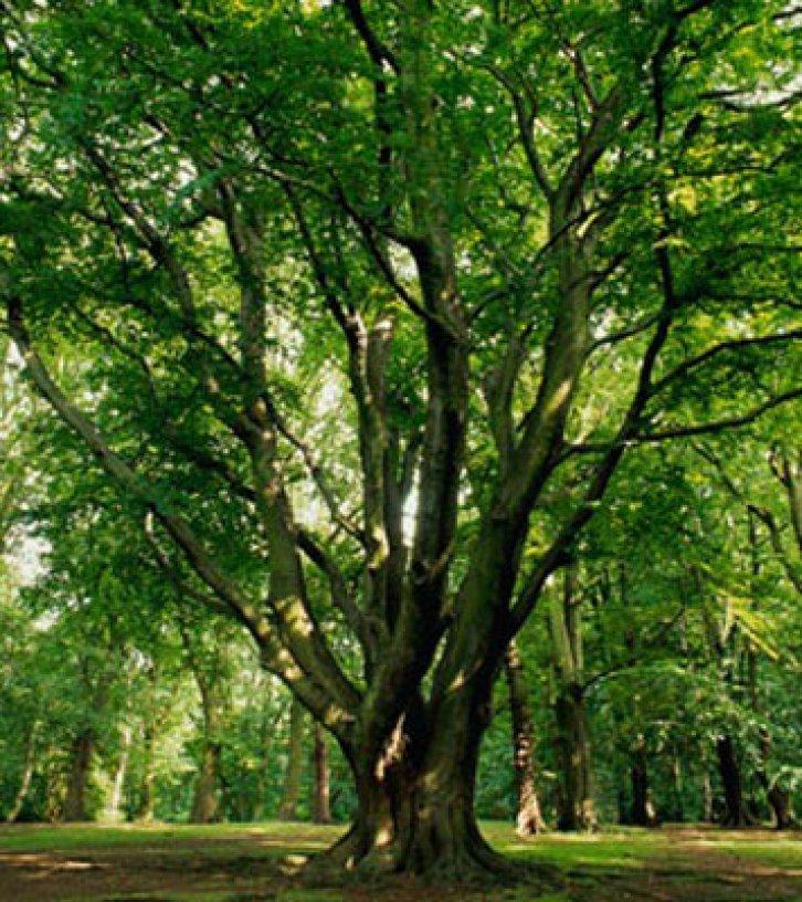 Şifalı bitkiler nerede nasıl kullanılmalı