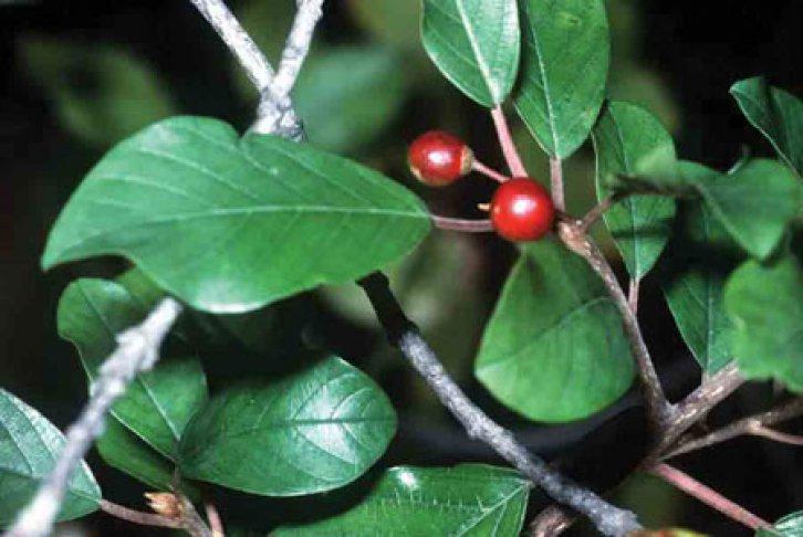 Şifalı bitkiler nerede nasıl kullanılmalı