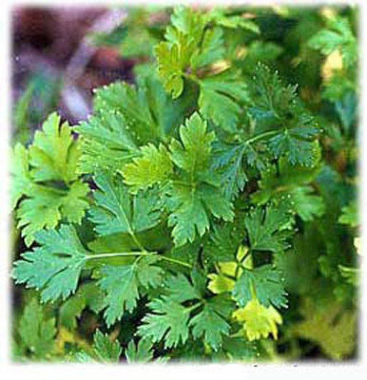 Şifalı bitkiler nerede nasıl kullanılmalı