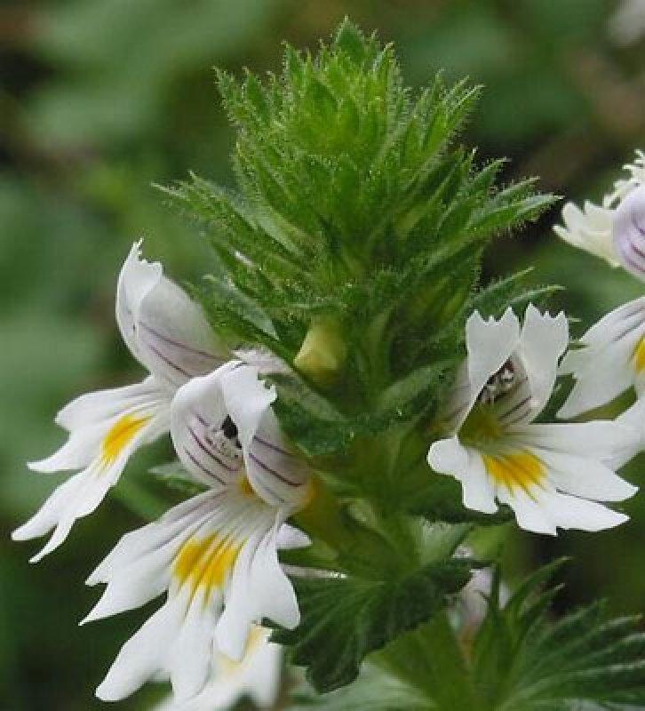 Şifalı bitkiler nerede nasıl kullanılmalı