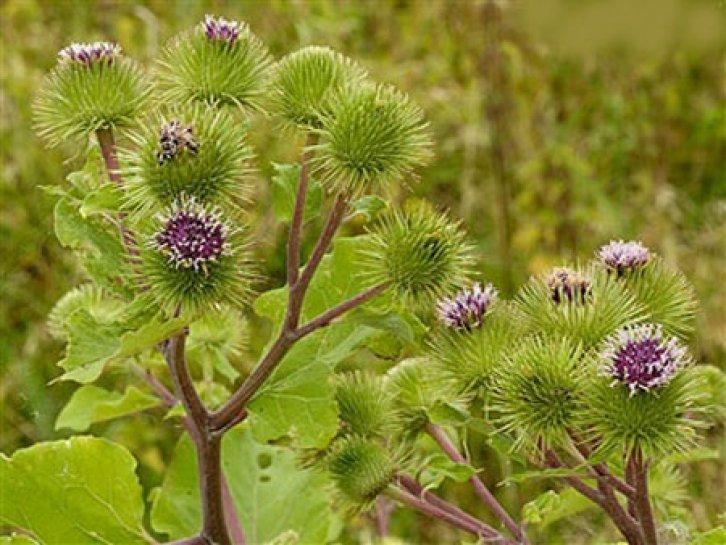 Şifalı bitkiler nerede nasıl kullanılmalı