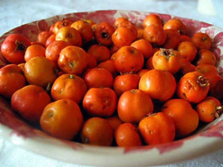 Şifalı bitkiler nerede nasıl kullanılmalı