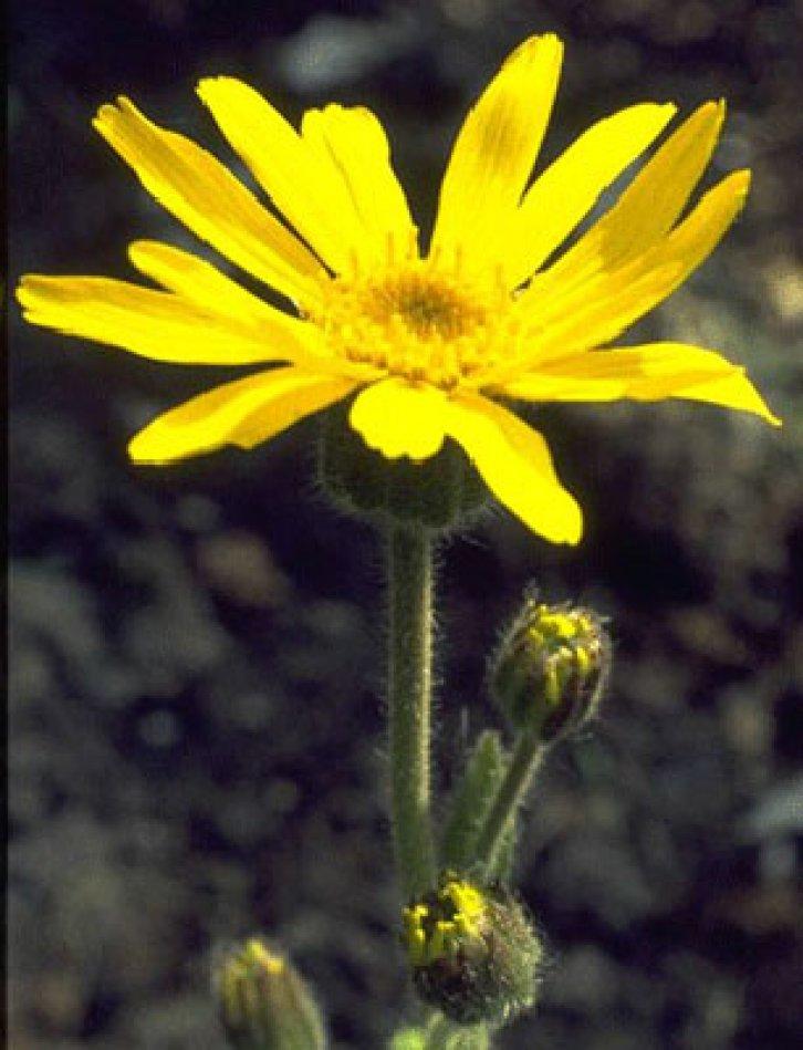 Şifalı bitkiler nerede nasıl kullanılmalı